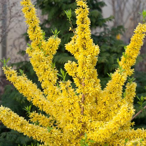 Show Off® Forsythia - Shipped