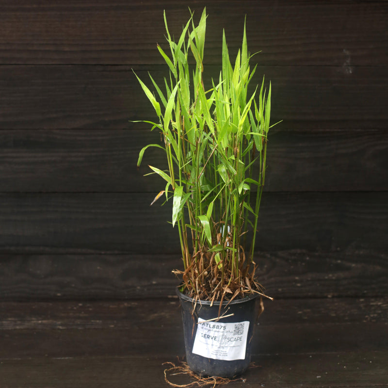 River Oats, Inland Sea Oats - Shipped
