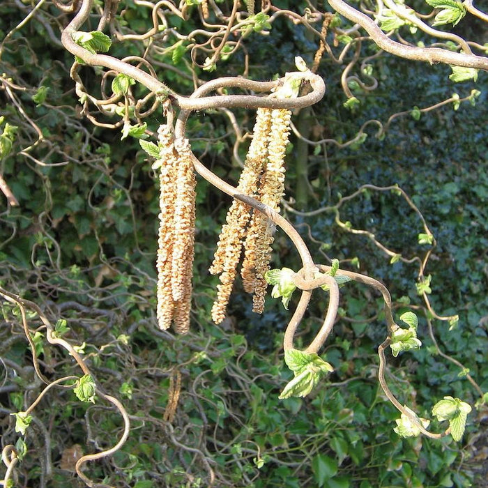 Corylus avellana 'Contorta'  - Contorted Filbert, Harry Lauder’s Walking Stick - Shipped
