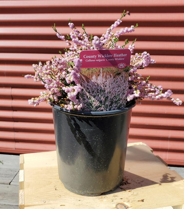 Calluna vulgaris 'County Wicklow'