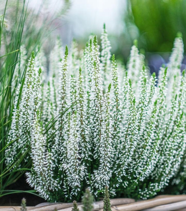 HEATHER CALLUNA BEAUTY LADIES 'WHITE' SCOTCH HEATHER - In Store Pickup