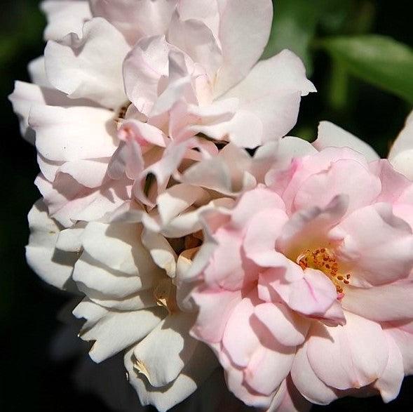 Flower Carpet® Appleblossom Rose - Shipped