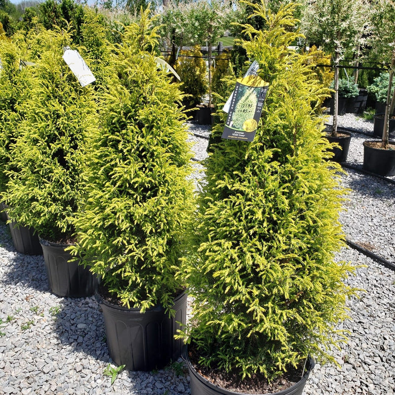 Gold Cone Juniper - Shipped