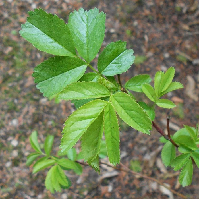 Rosa virginiana  - Virginia Rose - Shipped
