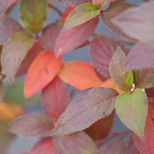Proven Winners® Fire Light Tidbit® Hydrangea - Shipped