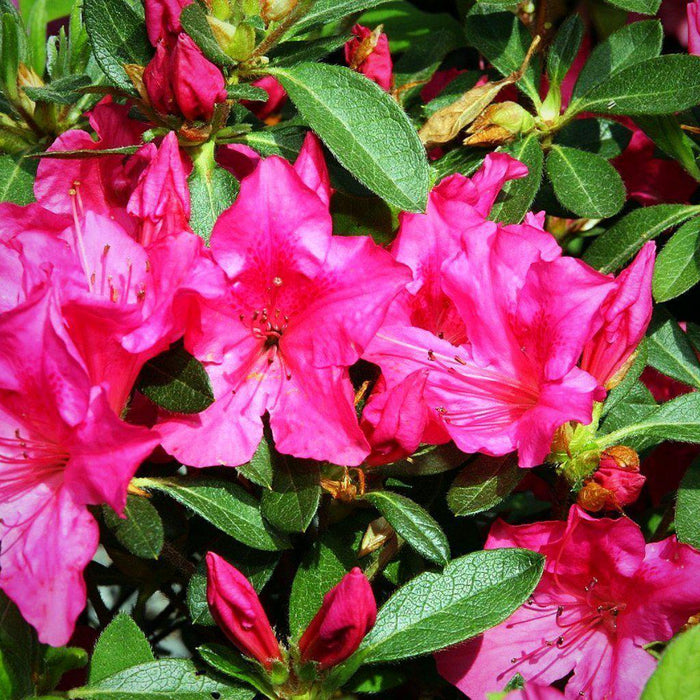 Rhododendron ‘Roblee’  - Encore® Autumn Sangria™ Azalea - Shipped