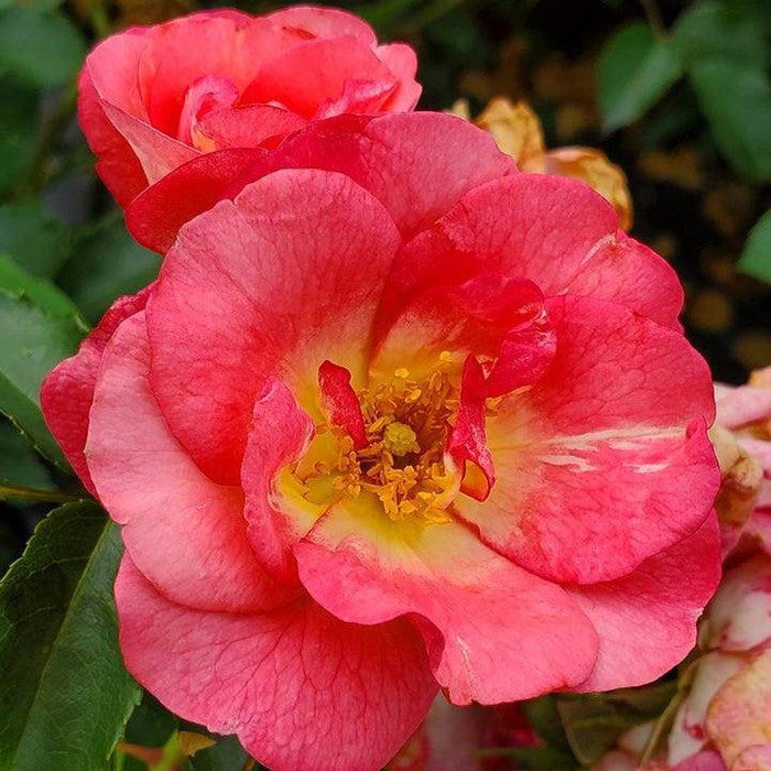 Rosa 'BAIset'  - Easy Elegance® Sunrise Sunset Rose - Shipped