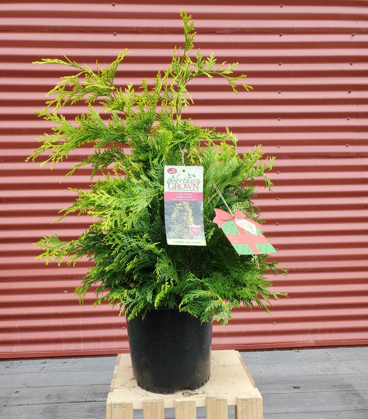 Chamaecyparis obt. 'Crippsii' - Shipped