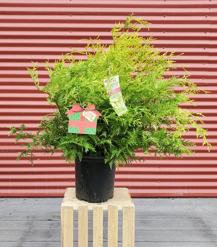 Chamaecyparis p. 'Vintage Gold' - Shipped