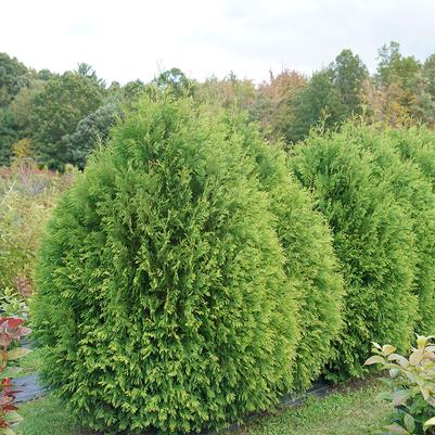 ARBORVITAE (THUJA OCCIDENTALIS) `CHEER DROPS™` ('SMNTDGT') - In Store Pickup