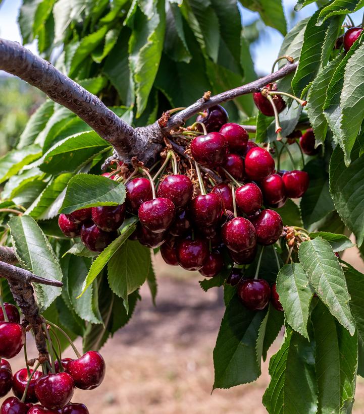 CHERRY (PRUNUS) `NORTH STAR` SOUR CHERRY - In Store Pickup