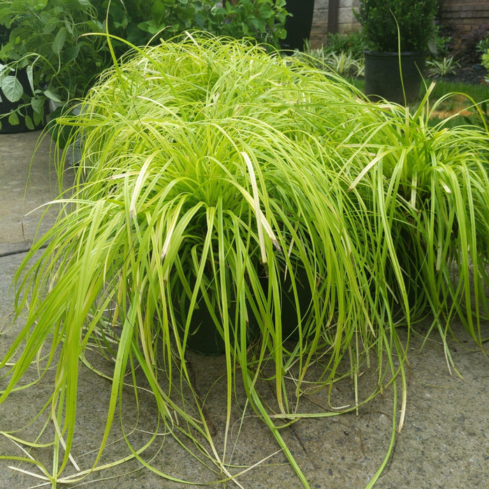 Carex oshimensis 'Everillo' PP#21,002  - EverColor® Everillo Sedge - Shipped