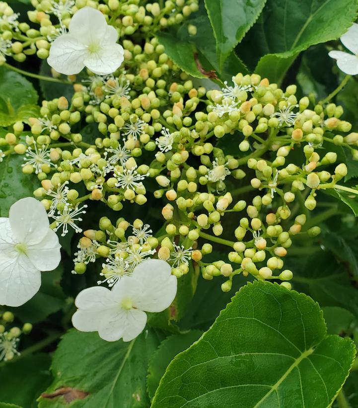 HYDRANGEA ANOMALA PETIOLARIS - CLIMBING HYDRANGEA VINE - In Store Pickup