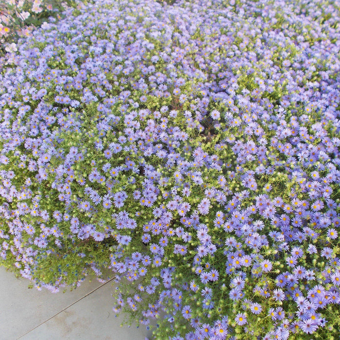 Aster oblongifolium 'October Skies'  - October Skies Aromatic Aster - Shipped