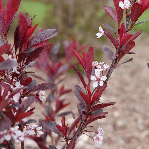 Prunus x cistena 'UCONNPCSDR'  - Stay Classy® Sand Cherry - Shipped