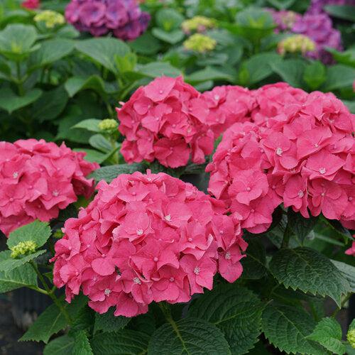 Let's Dance® Big Band® Hydrangea - Shipped