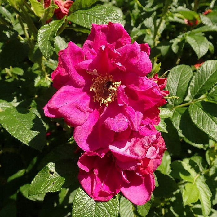 Purple Pavement Rugosa Rose - Shipped