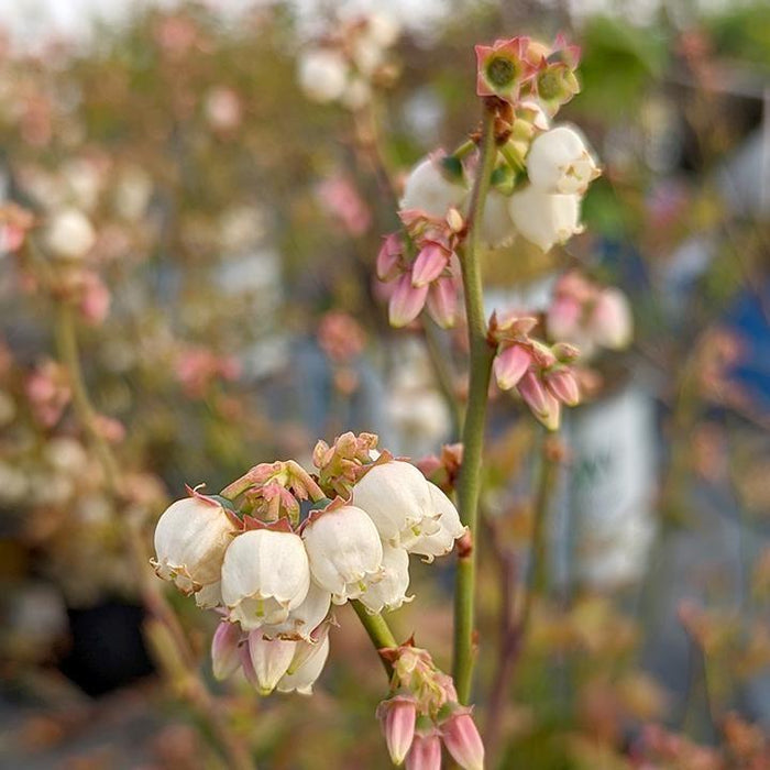 Vaccinium corymbosum 'Polaris'  - Polaris Blueberry - Shipped