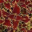COLEUS - 4.5" - Various - In Store Pickup