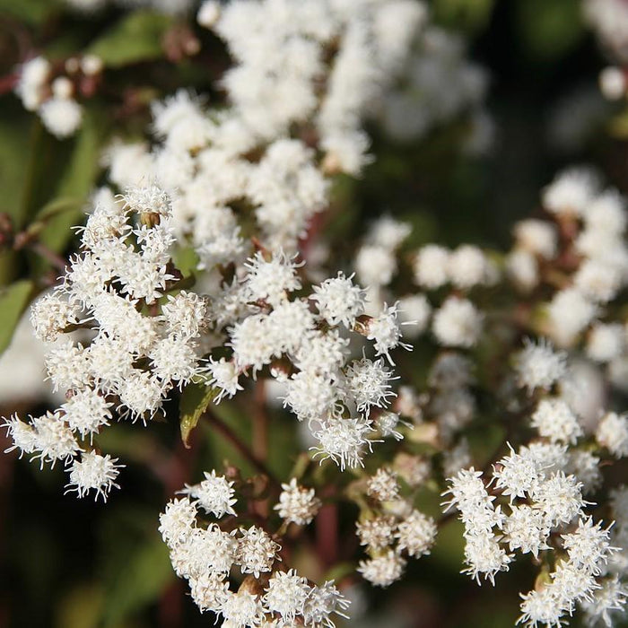 Eutrochium rugosum 'Chocolate'  - Chocolate Snakeroot - Shipped