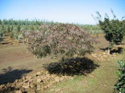 Japanese Maple (Acer palmatum Diss.) ´Crimson Queen´ - In Store Pickup