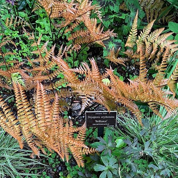 Dryopteris erythrosora 'Brilliance'  - Brilliance Autumn Fern - Shipped