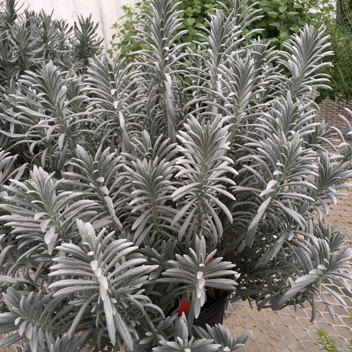 Sensational!® Lavender - Shipped