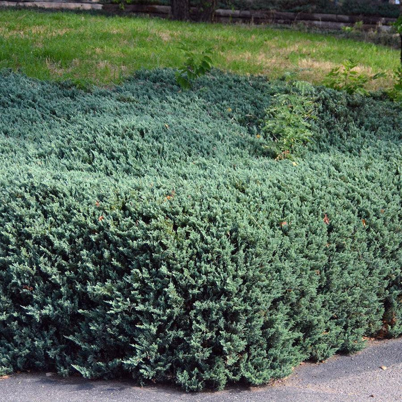 Bar Harbor Juniper - Shipped