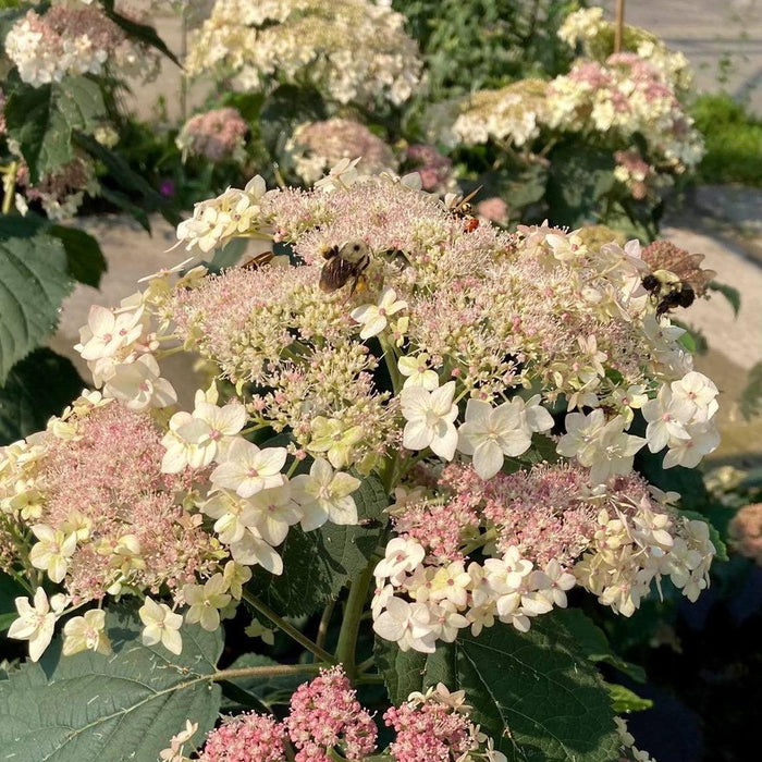 Hydrangea arborescens 'SMHALP'  - Pinky Pollen Ring™ Hydrangea - Shipped