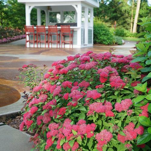 Double Play® Doozie Spirea - Shipped