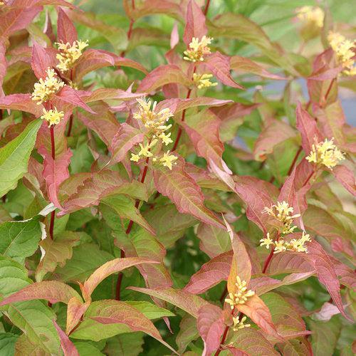 Diervilla 'G2X88544'  - Kodiak® Orange Honeysuckle - Shipped
