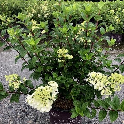 First Editions® Strawberry Sundae® Hydrangea - Shipped