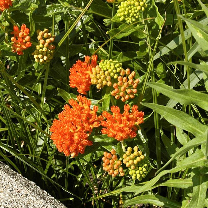 Asclepias tuberosa  - Butterfly Weed - Shipped