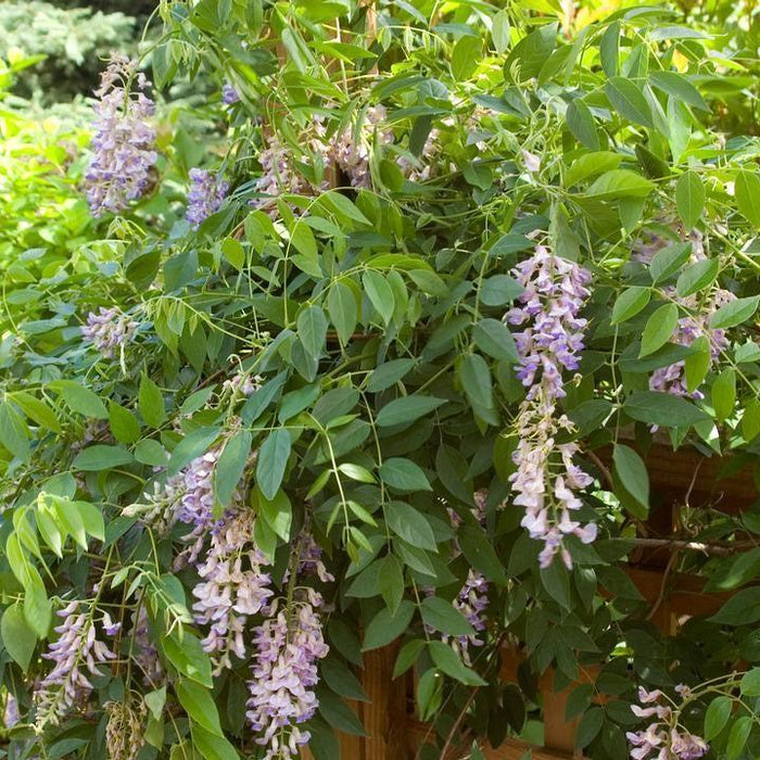 Wisteria macrostachys 'Betty Mathews'  - First Editions® Summer Cascade™ Wisteria - Shipped
