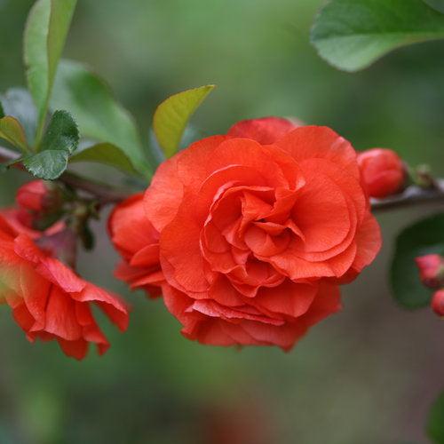 PW® Double Take™ Orange Flowering Quince - Shipped