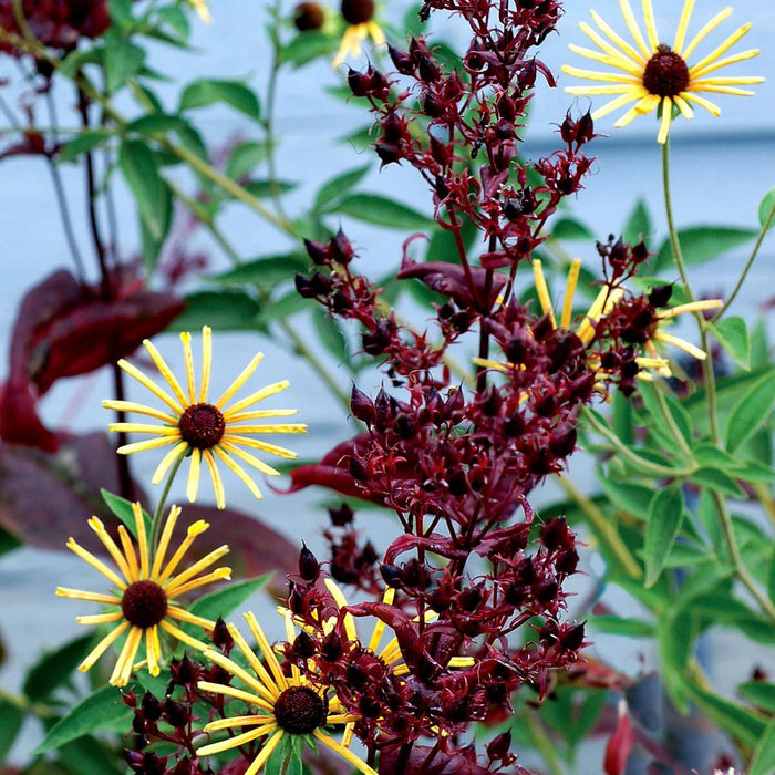Penstemon 'Dark Towers'  - Dark Towers Beardtongue - Shipped