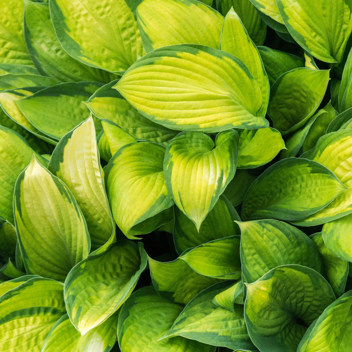 Hosta 'Stained Glass'  - Stained Glass Hosta - Shipped