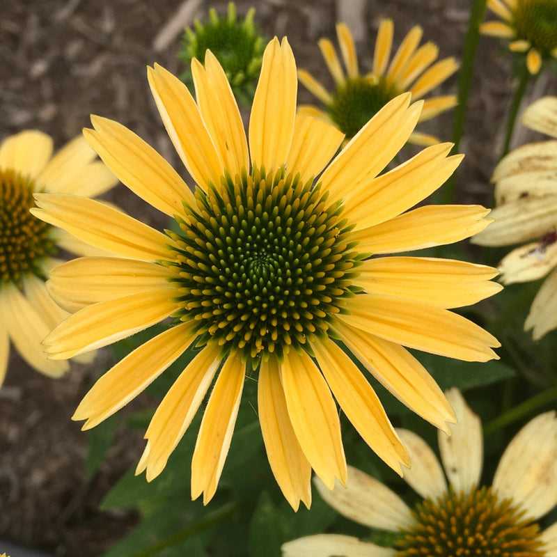 Mellow Yellows Echinacea - Shipped