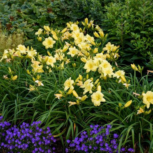 Rainbow Rhythm® Going Bananas Daylily - Shipped