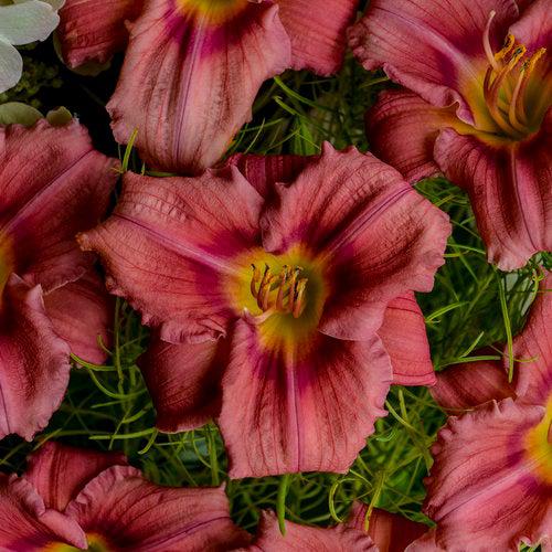Hemerocallis 'Rosy Returns'  - Rosy Returns Daylily - Shipped