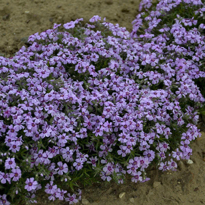 Phlox subulata 'Eye Candy'  - Eye Candy Creeping Phlox - Shipped