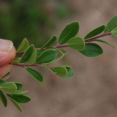 Massachusetts Bearberry - Shipped