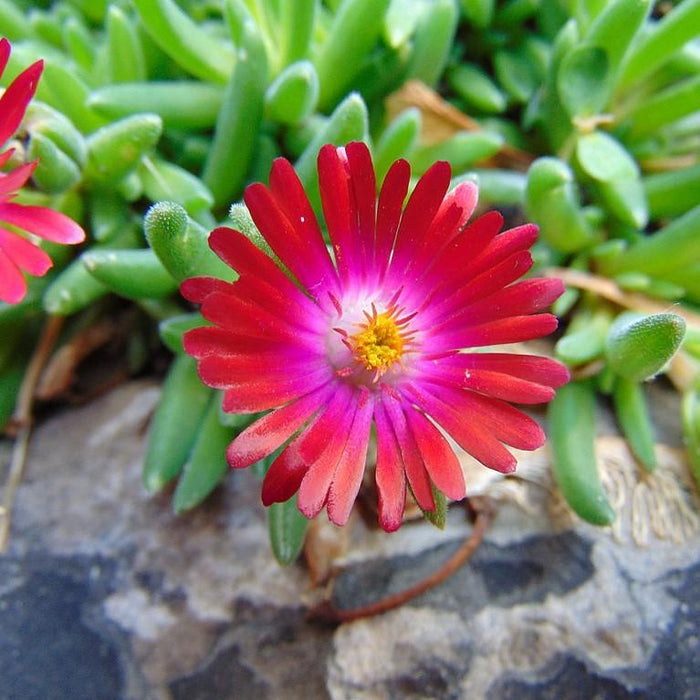 Delosperma cooperi 'Jewel of Desert Garnet'  - Jewel of Desert® Garnet Ice Plant - Shipped