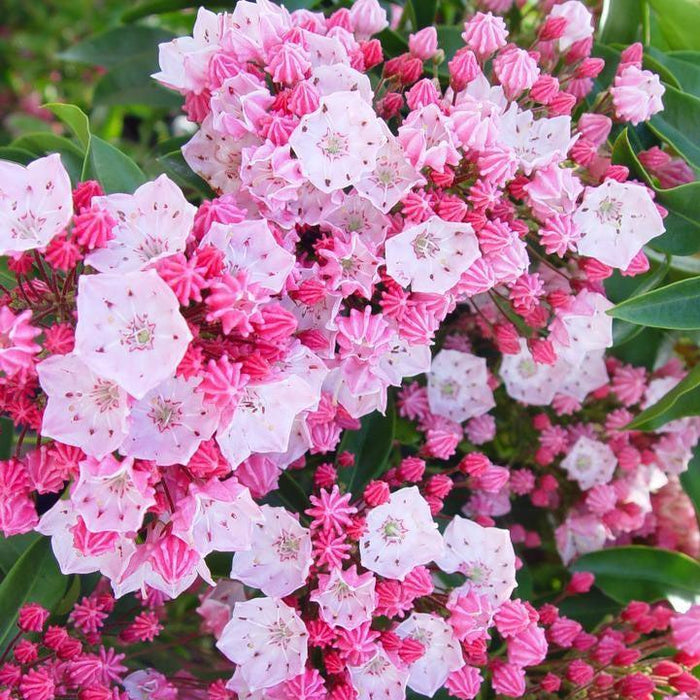 Kalmia latifolia 'Nathan Hale'  - Nathan Hale Mountain Laurel - Shipped