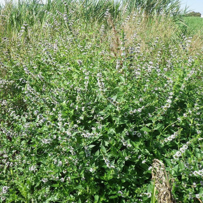 Mentha arvensis  - Wild Mint - Shipped