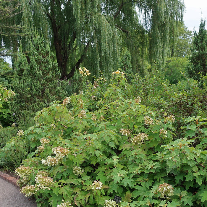 Hydrangea quercifolia 'Alice'  - Alice Oakleaf Hydrangea - Shipped