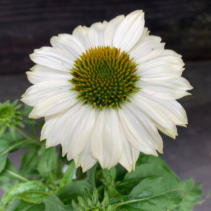 Echinacea purpurea 'PowWow White'  - PowWow® White Echinacea, Coneflower - Shipped