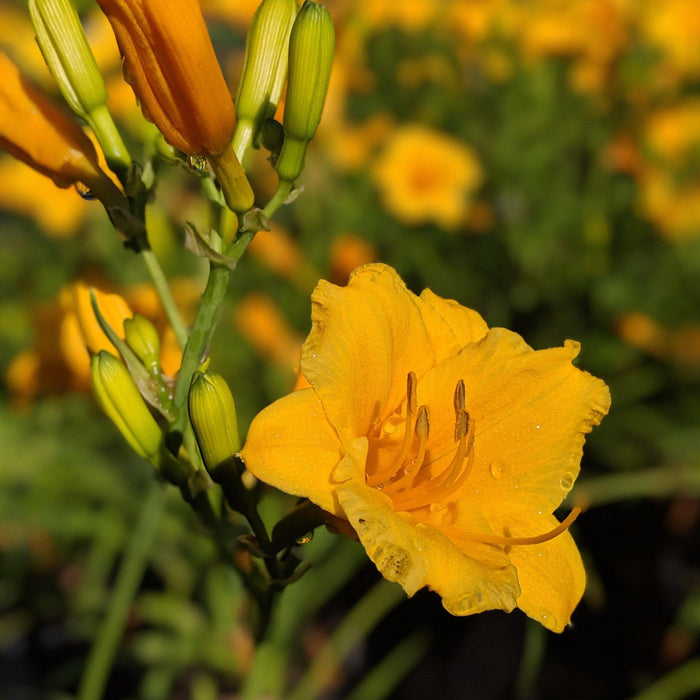 Stella de Oro Daylily - Shipped