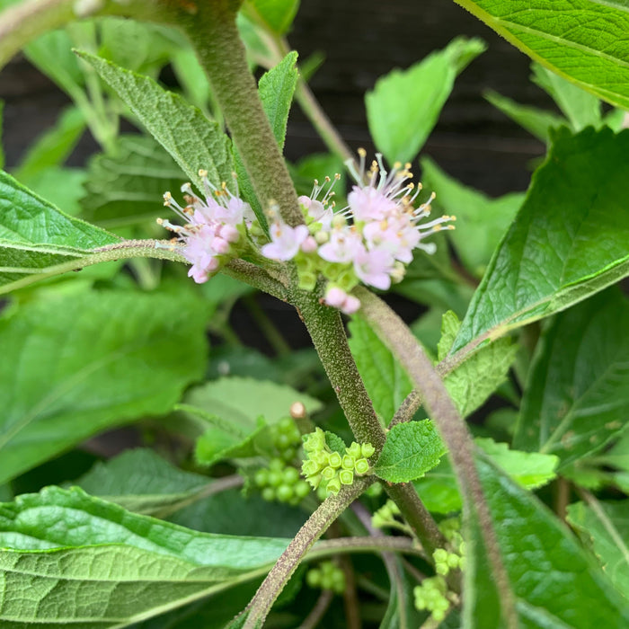 Callicarpa americana  - American Beautyberry - Shipped