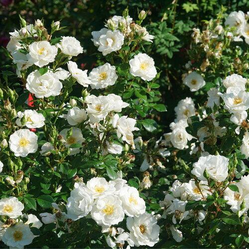 Rosa 'Bozmillwin' PP28197   - PW® Color Choice® Oso Easy Ice Bay® Rose - Shipped